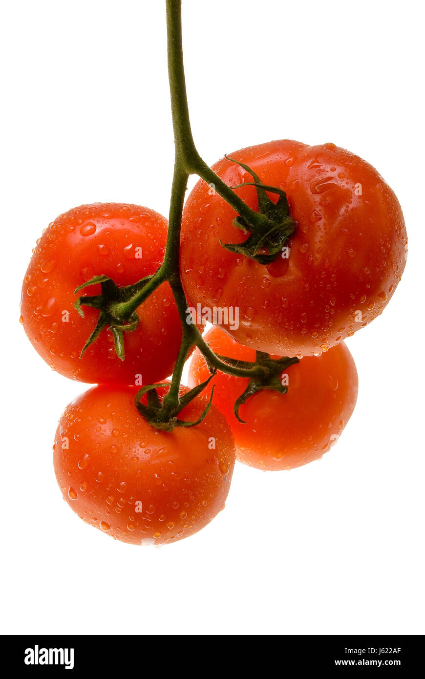 Tomates Tomates légumes nature rouge jardin en santé végétale sur le terrain Banque D'Images