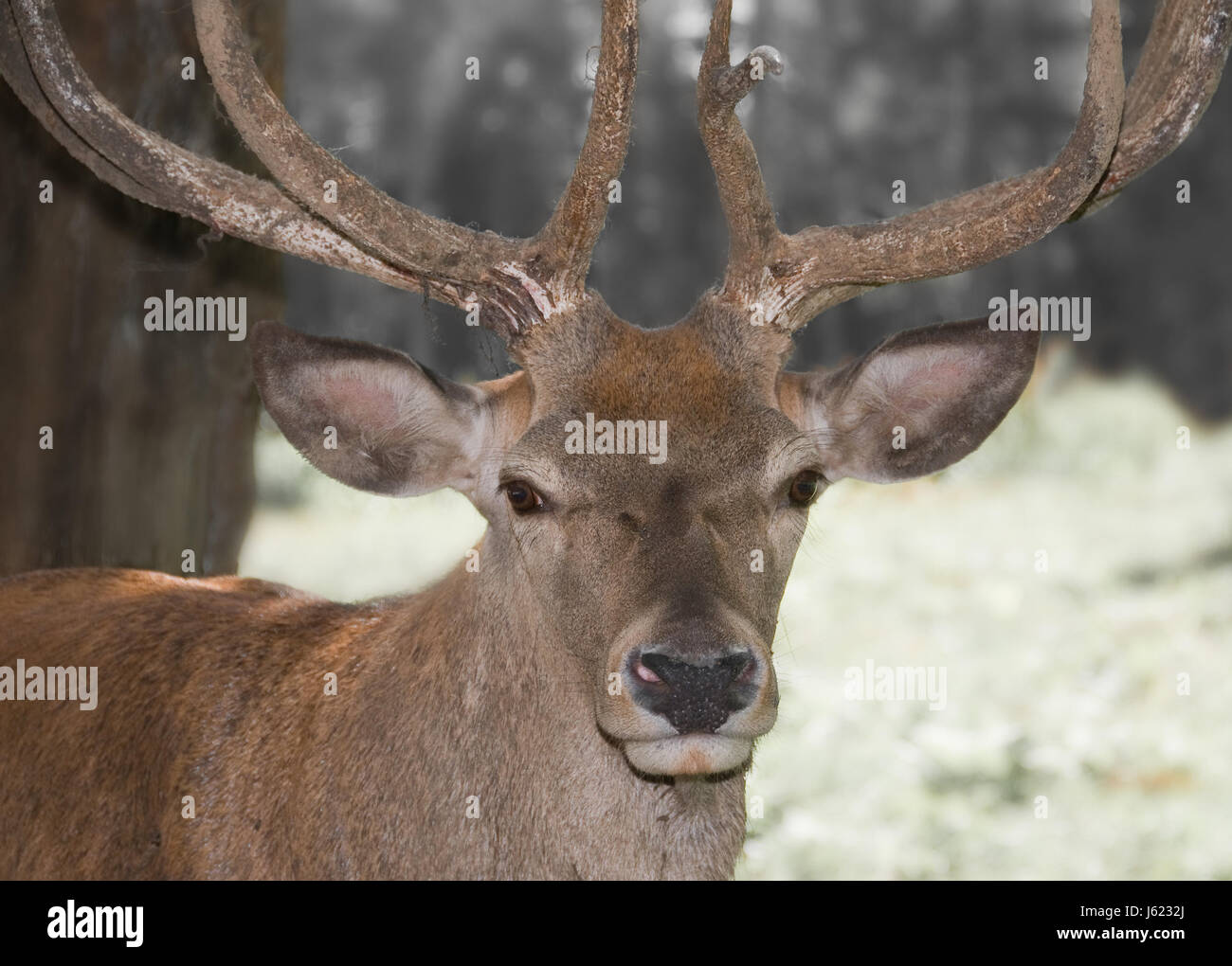Cornes de cerf cerf cerf chasse hart animal mâle mammifère cerf cerf cornes masculin Photo Stock