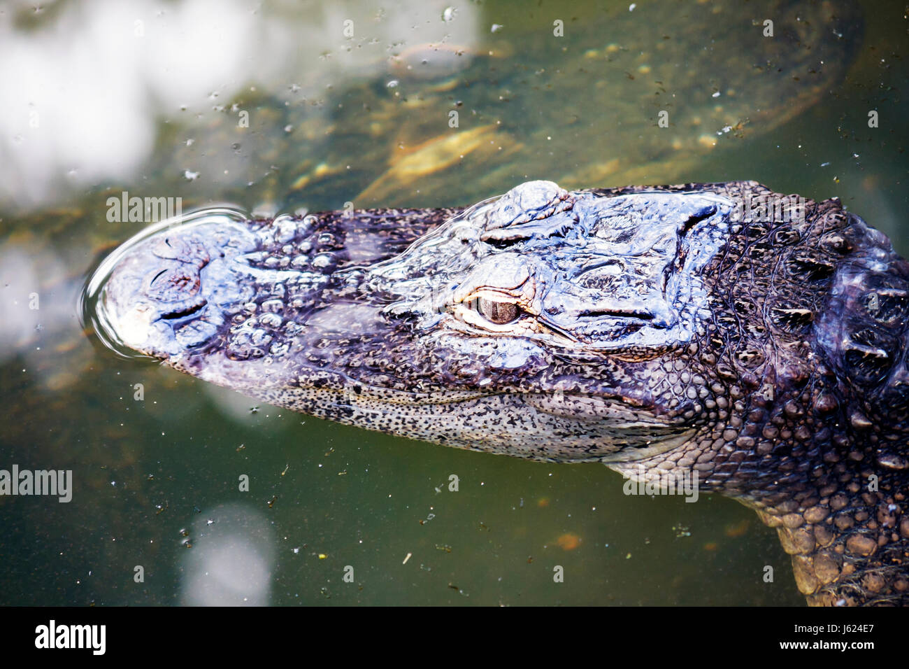 Valparaiso Indiana,Zao Island Entertainment Center,centre,alligator,animal,reptile,eau,tête,yeux,flotter,prédateur,faune,les visiteurs voyagent t Banque D'Images
