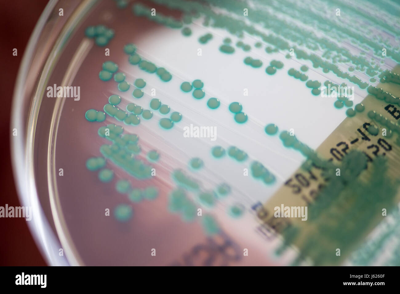 Regensburg, Allemagne. 10 avr, 2017. Photo d'une boîte de pétri avec bactéries SARM (Staphylococcus aureus résistant à la méthicilline) prises à la Clinique Universitaire de Regensburg, Allemagne, 10 avril 2017. Schneider est le premier professeur de l'hygiène hospitalière. À la clinique de l'Université de Regensburg il fournit une formation avancée pour les médecins et le personnel médical, les conseils cliniques dans l'est de la Bavière et de recherches organismes multirésistants. Photo : Armin Weigel/dpa/Alamy Live News Banque D'Images