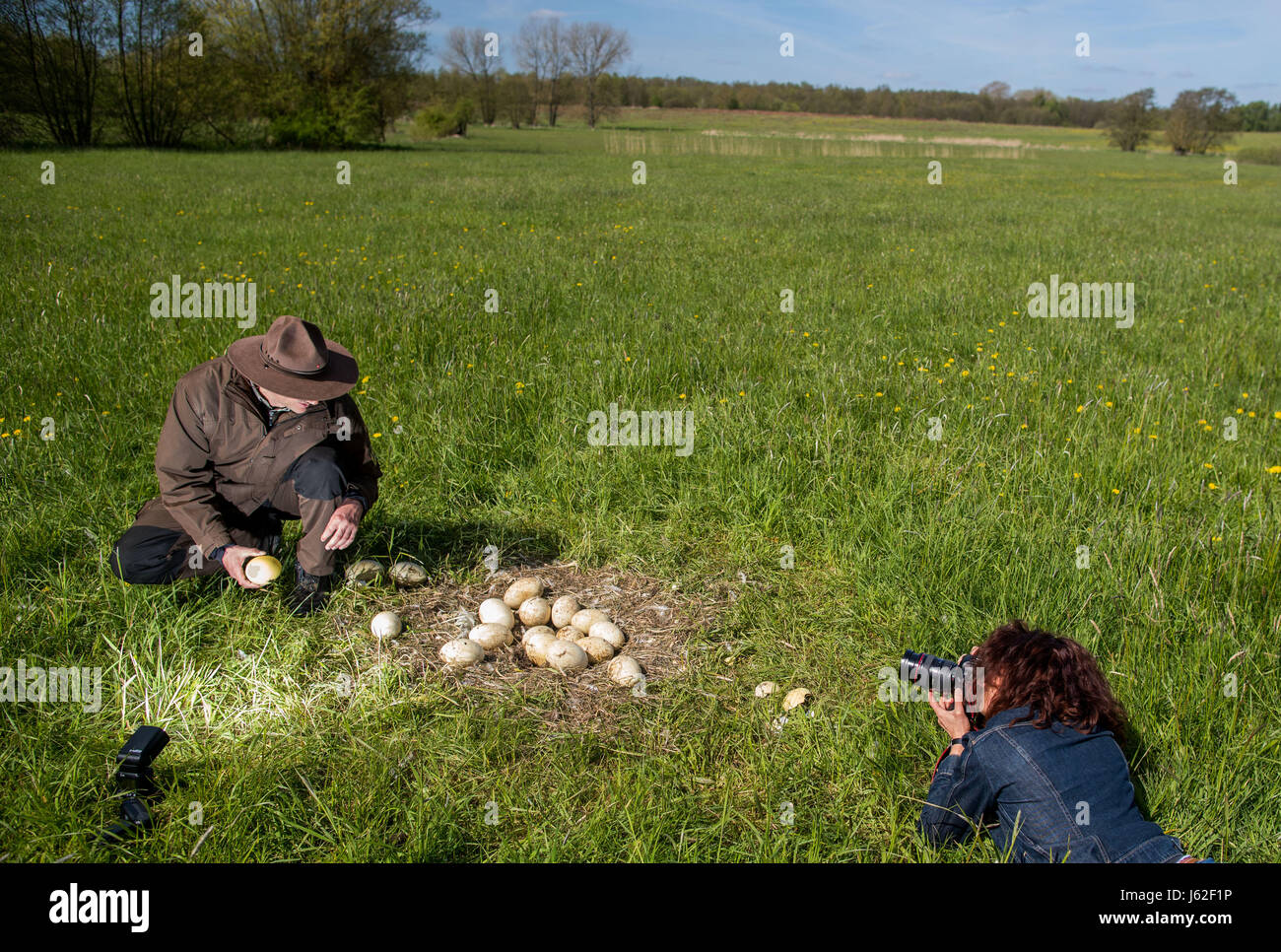 Axel Mario rangers du département de la réserve de biosphère Schaalsee-Elbe regarde broken et froid Nandou d'oeufs dans un nid abandonné de l'oiseau près de Schattin, Allemagne, 11 mai 2017. La population sauvage de plus de nandou en Mecklembourg-Poméranie-Occidentale et le Schleswig-Holstein est limitée. En raison des dommages causés par l'oiseau exotique à l'agriculture, la manipulation des embrayages est admis. Les oeufs sont percés sur deux sites jusqu'à ce que le jaune soit atteint. Plus de 220 nandou vivent dans la région, provenant d'un peu d'animaux qui a éclaté d'une enceinte plus de t Banque D'Images