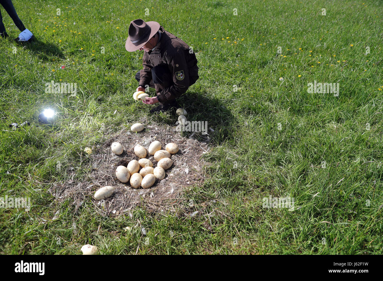 Axel Mario rangers du département de la réserve de biosphère Schaalsee-Elbe regarde broken et froid Nandou d'oeufs dans un nid abandonné de l'oiseau près de Schattin, Allemagne, 11 mai 2017. La population sauvage de plus de nandou en Mecklembourg-Poméranie-Occidentale et le Schleswig-Holstein est limitée. En raison des dommages causés par l'oiseau exotique à l'agriculture, la manipulation des embrayages est admis. Les oeufs sont percés sur deux sites jusqu'à ce que le jaune soit atteint. Plus de 220 nandou vivent dans la région, provenant d'un peu d'animaux qui a éclaté d'une enceinte plus de t Banque D'Images