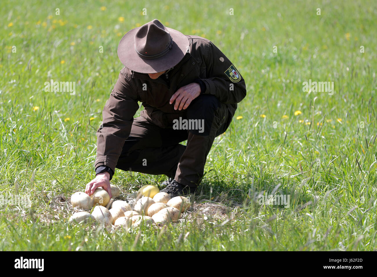 Axel Mario rangers du département de la réserve de biosphère Schaalsee-Elbe regarde broken et froid Nandou d'oeufs dans un nid abandonné de l'oiseau près de Schattin, Allemagne, 11 mai 2017. La population sauvage de plus de nandou en Mecklembourg-Poméranie-Occidentale et le Schleswig-Holstein est limitée. En raison des dommages causés par l'oiseau exotique à l'agriculture, la manipulation des embrayages est admis. Les oeufs sont percés sur deux sites jusqu'à ce que le jaune soit atteint. Plus de 220 nandou vivent dans la région, provenant d'un peu d'animaux qui a éclaté d'une enceinte plus de t Banque D'Images