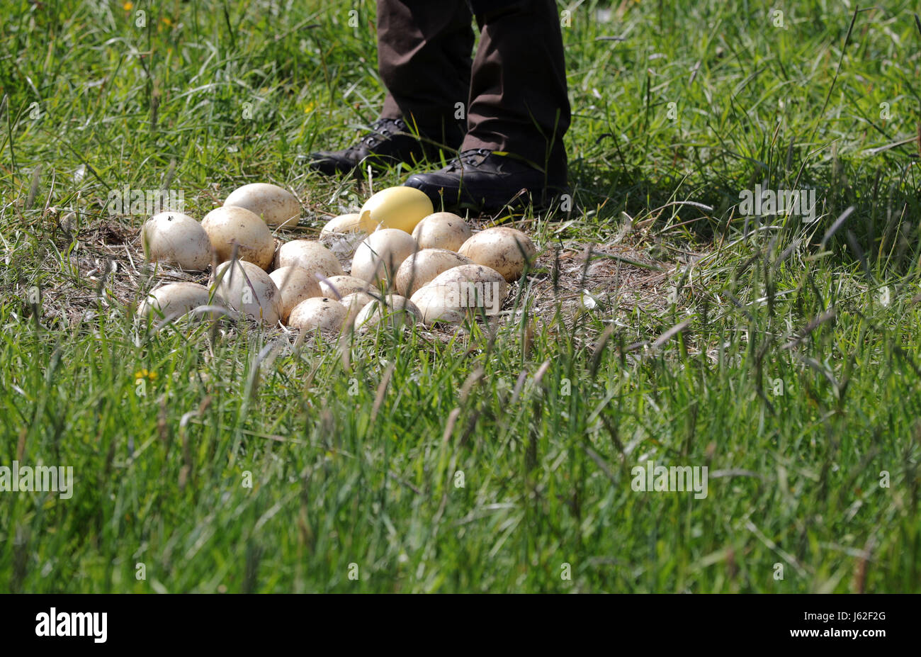 Axel Mario rangers du département de la réserve de biosphère Schaalsee-Elbe regarde broken et froid Nandou d'oeufs dans un nid abandonné de l'oiseau près de Schattin, Allemagne, 11 mai 2017. La population sauvage de plus de nandou en Mecklembourg-Poméranie-Occidentale et le Schleswig-Holstein est limitée. En raison des dommages causés par l'oiseau exotique à l'agriculture, la manipulation des embrayages est admis. Les oeufs sont percés sur deux sites jusqu'à ce que le jaune soit atteint. Plus de 220 nandou vivent dans la région, provenant d'un peu d'animaux qui a éclaté d'une enceinte plus de t Banque D'Images