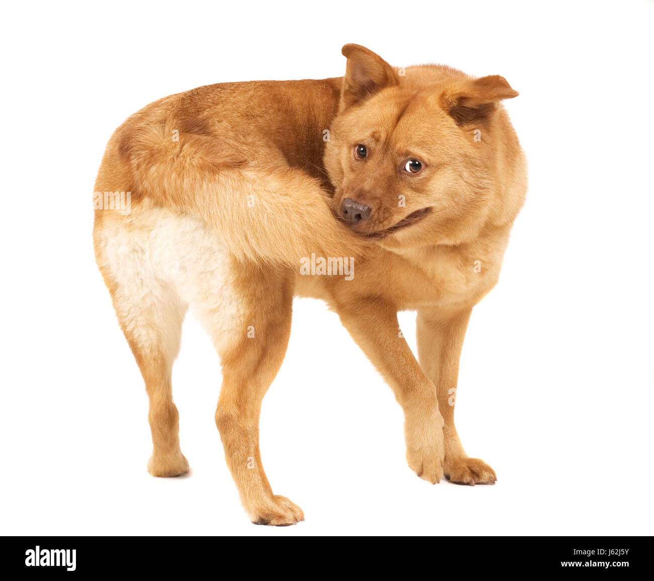 Projet de conception de modèle de plan projet concept chien queue dans la conception du modèle de cercle Banque D'Images