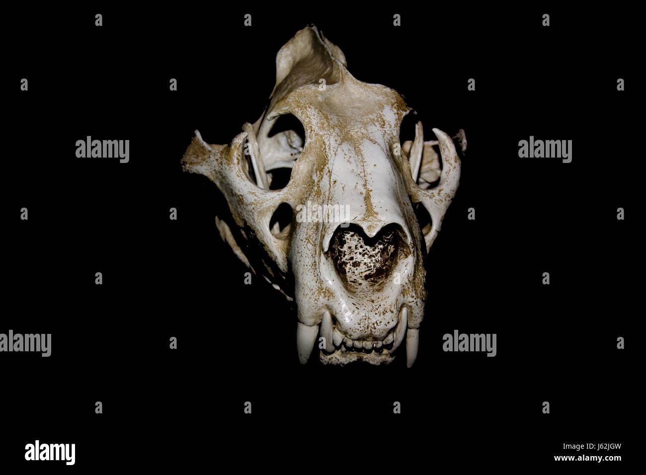 Profilage d'un crâne de tigre Banque D'Images