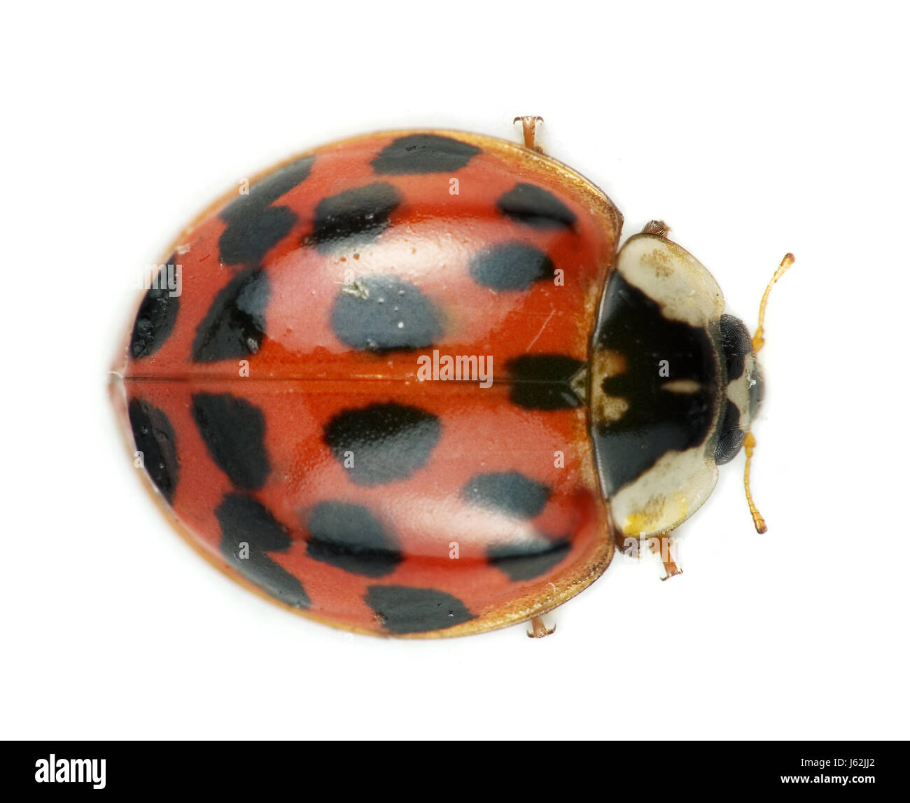 Macro Macro close-up admission vue en gros beetle coccinelle asiatique macro blanc Banque D'Images
