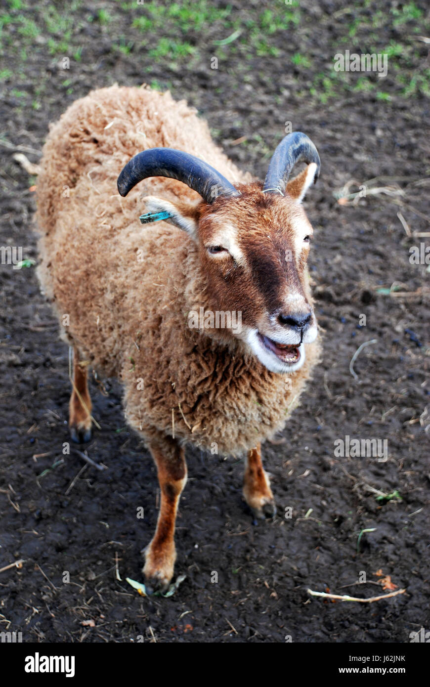 L'Ecosse mouton domestique intime race protégée primitive horn sheep abritées Banque D'Images