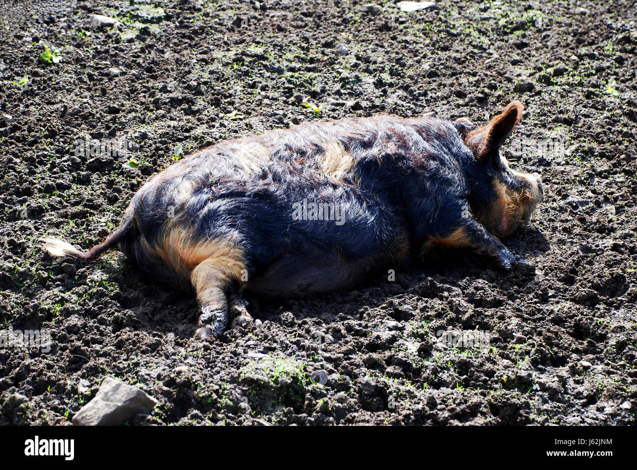 Merde muck excréments animal couché mensonge se trouve la ferme de boue sty meadow pelouse green Banque D'Images