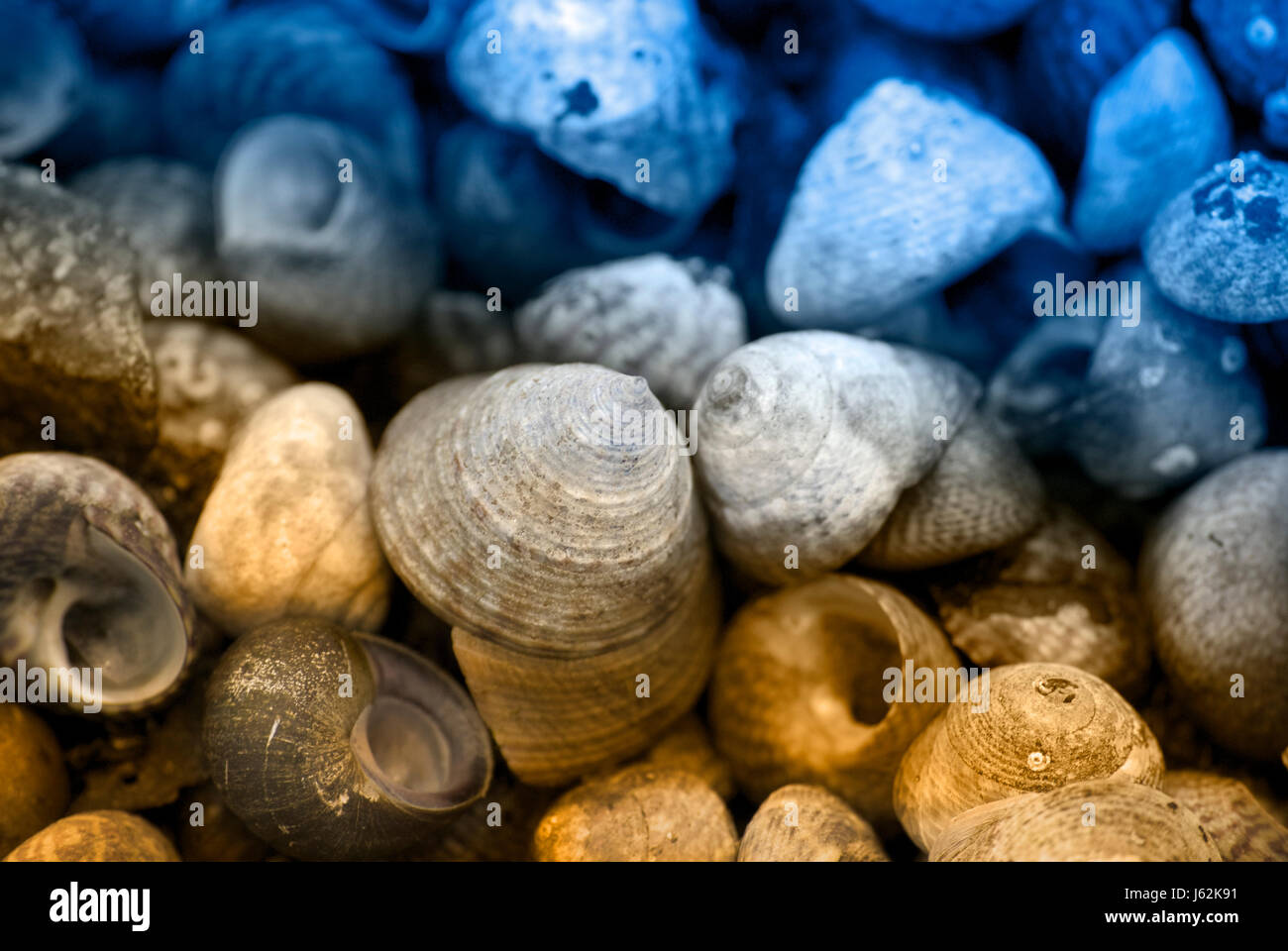 schneckenhuser Banque D'Images