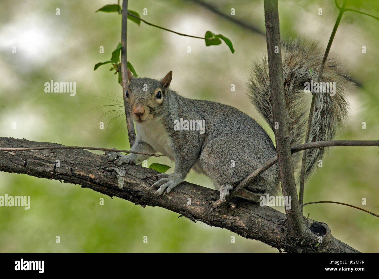 Écureuil rongeur mammifère mammifère animal parc arbre jetant un coup d'oeil de rongeurs voir voir Banque D'Images