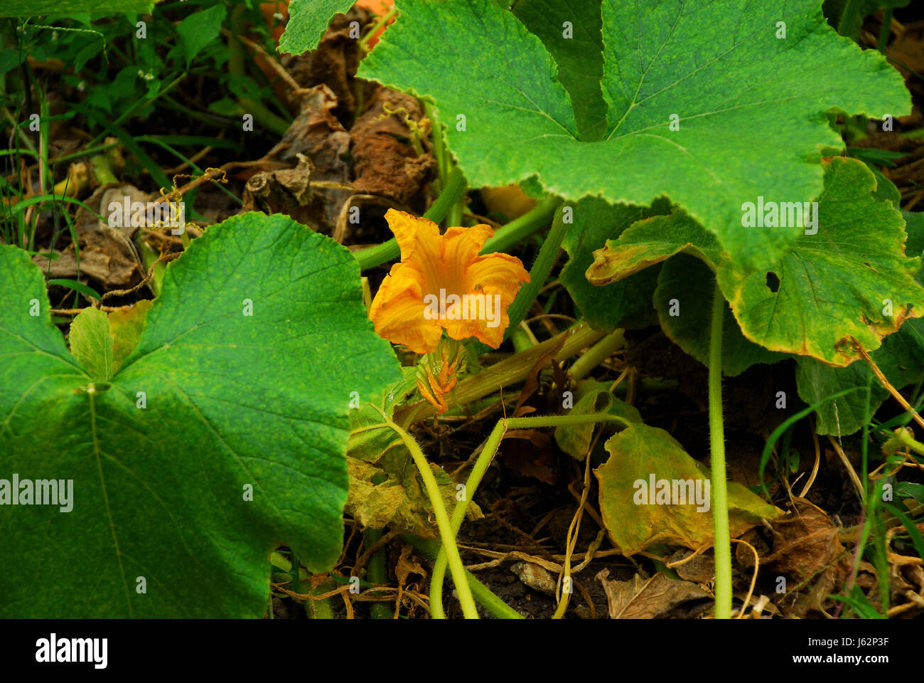 Plante à fleurs jaunes en forme de calice en verre Tumbler fleur plante bloom Banque D'Images
