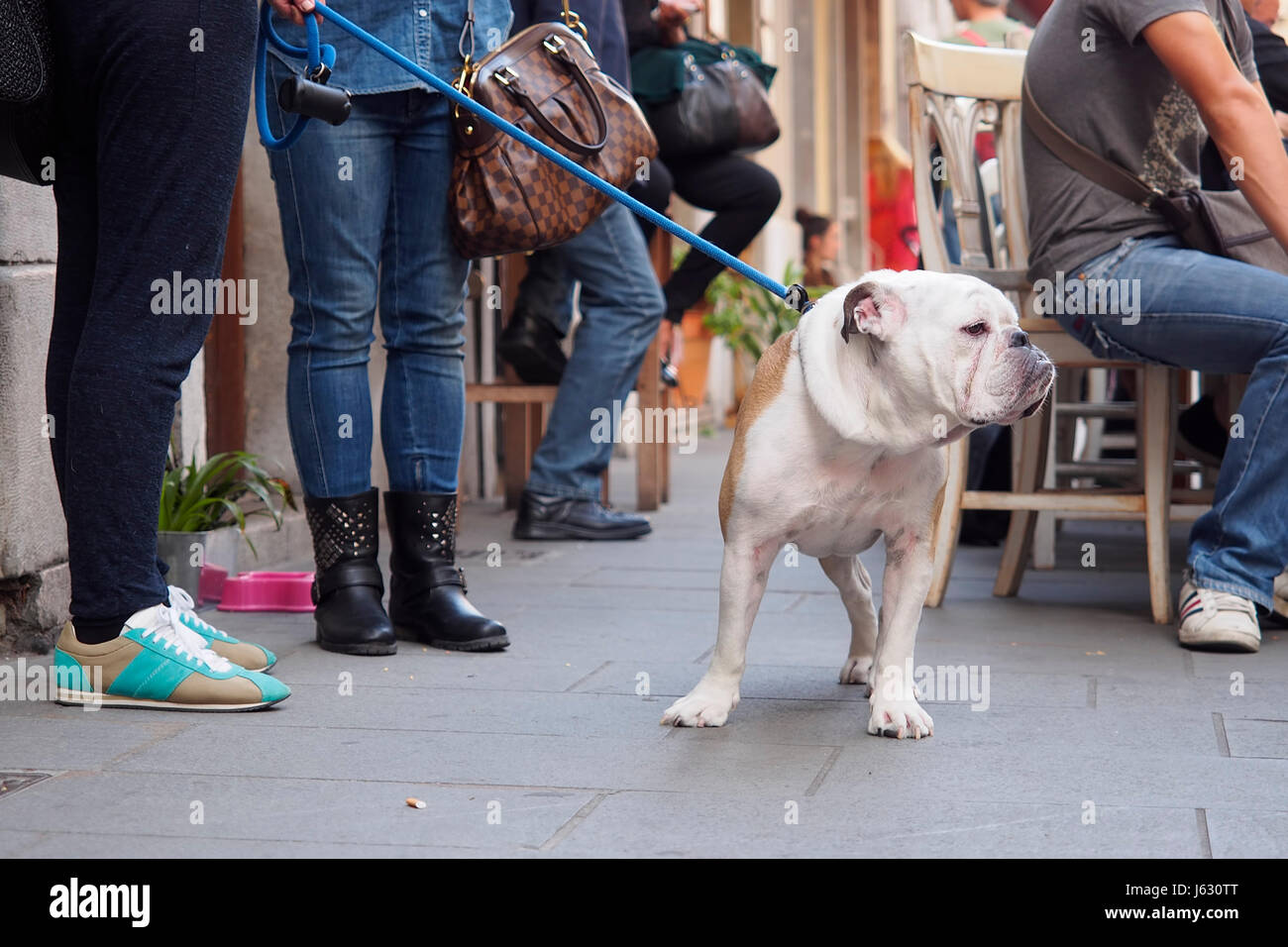 Animal de compagnie. Curieux bulldog dans la rue. Banque D'Images