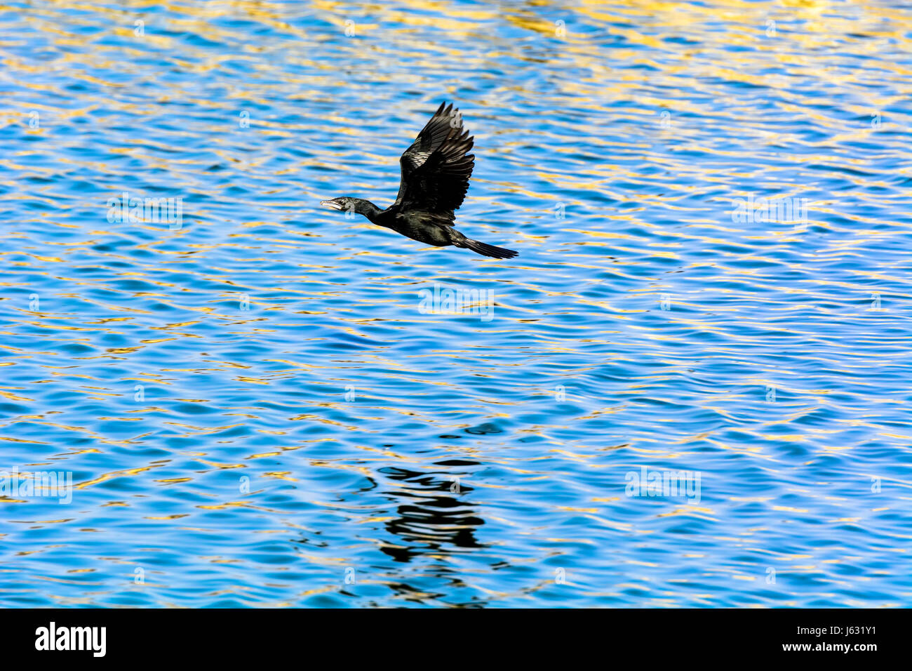 Un cormoran en vol d'oiseau d'un peu plus de l'eau ridée Man Sagar Lake à Jaipur, Inde Banque D'Images