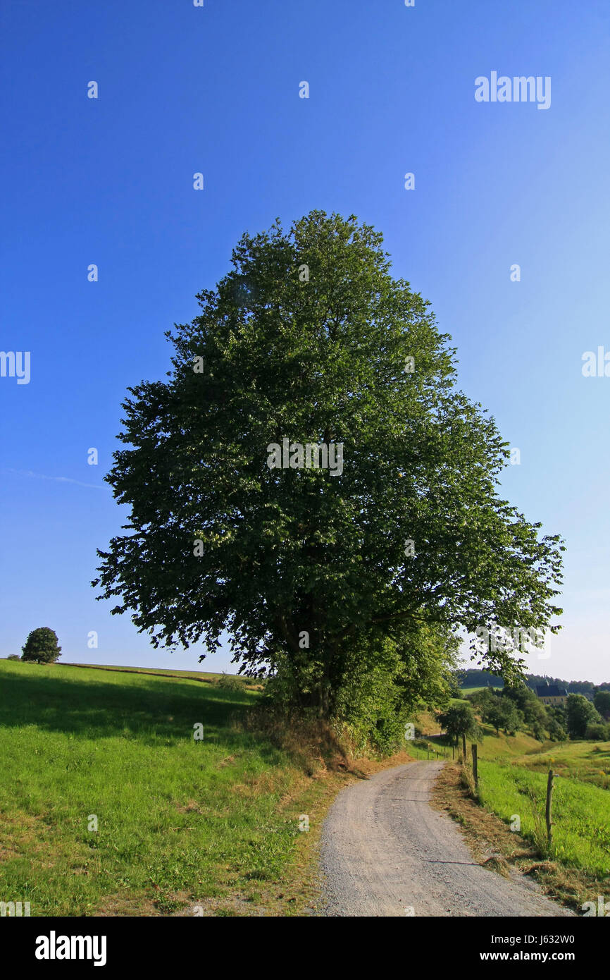 Branches d'arbres feuillus arbres chemin de l'orme nature façon Big tronc énorme grande Banque D'Images