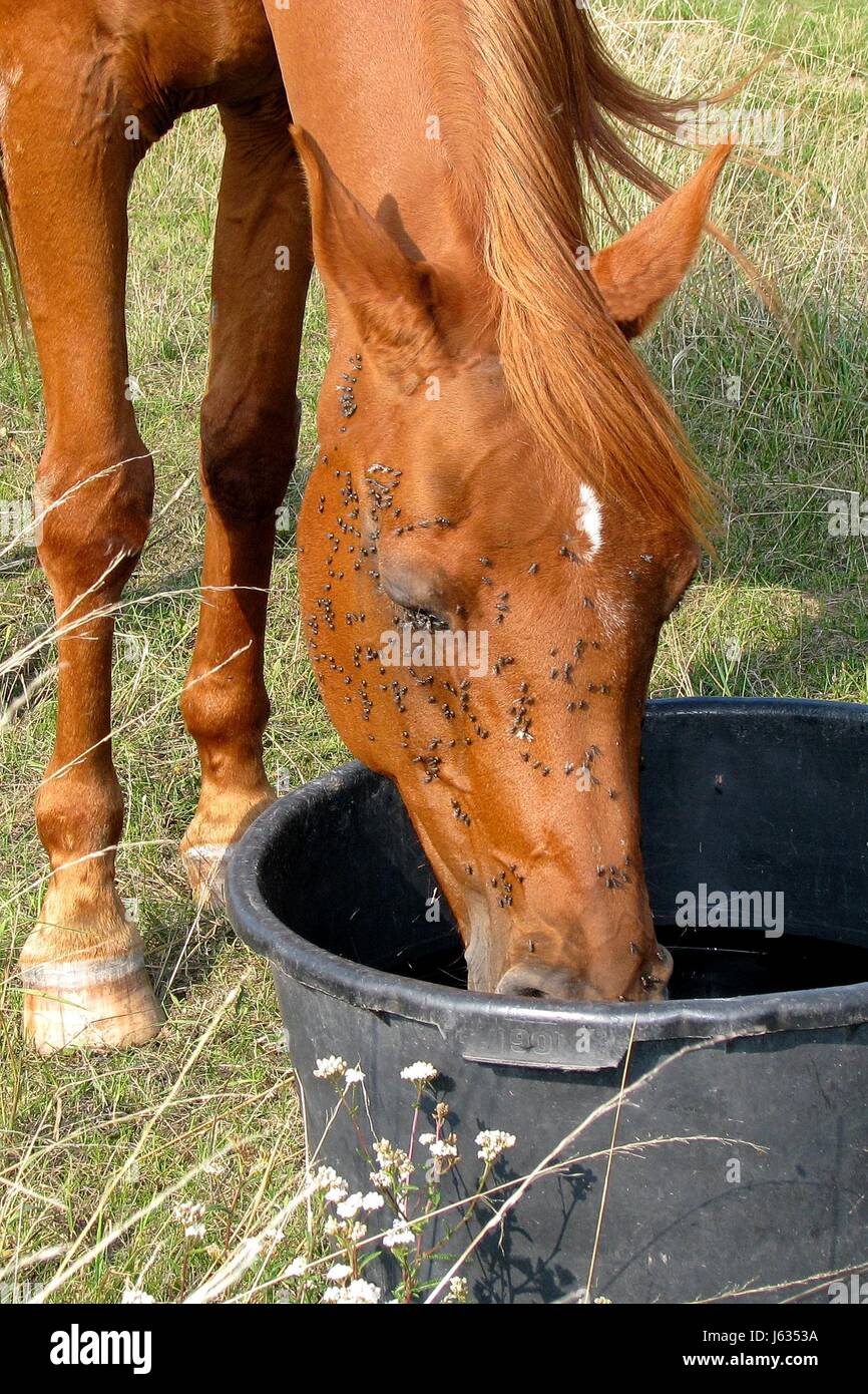 Cheval poney marron brune brunâtre fox à booze booze beaucoup de mouche vole vole Banque D'Images