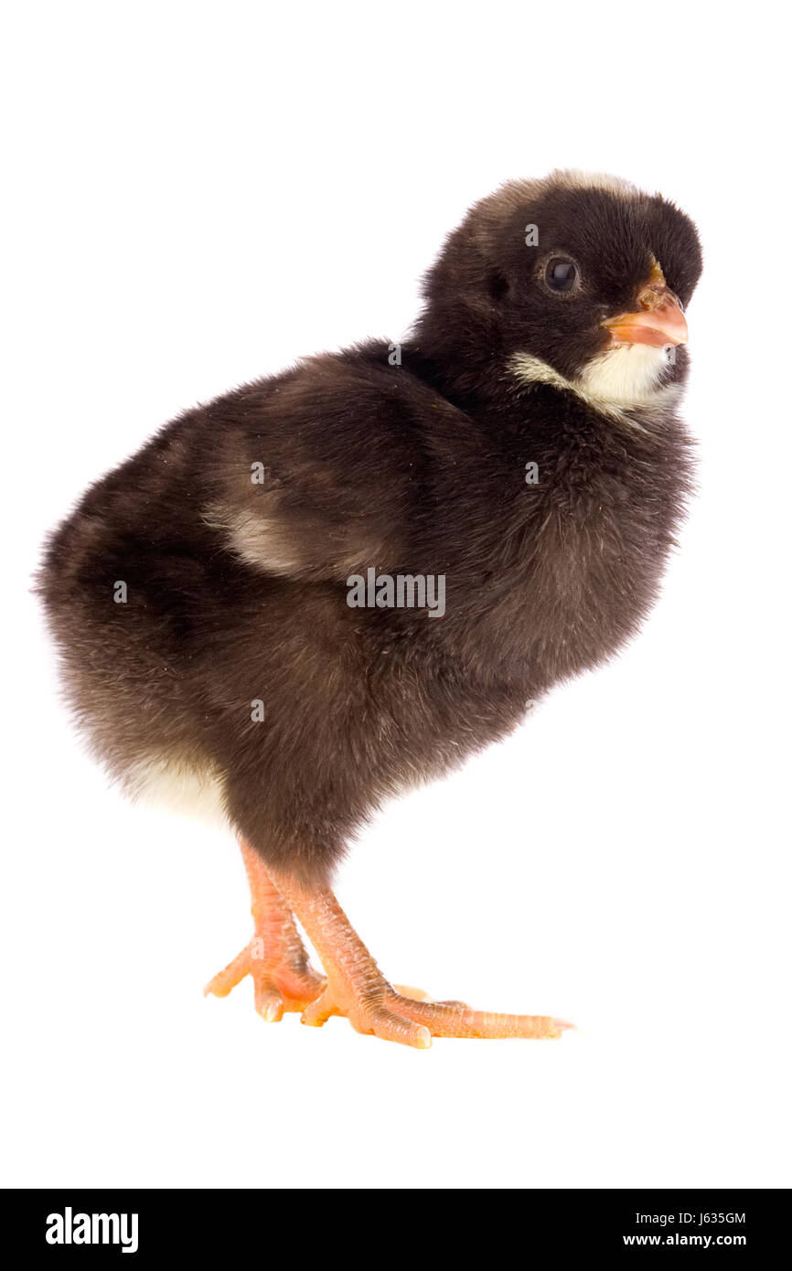 Oiseau noir de teint basané jetblack deep black petit petit poulet pâques court Banque D'Images