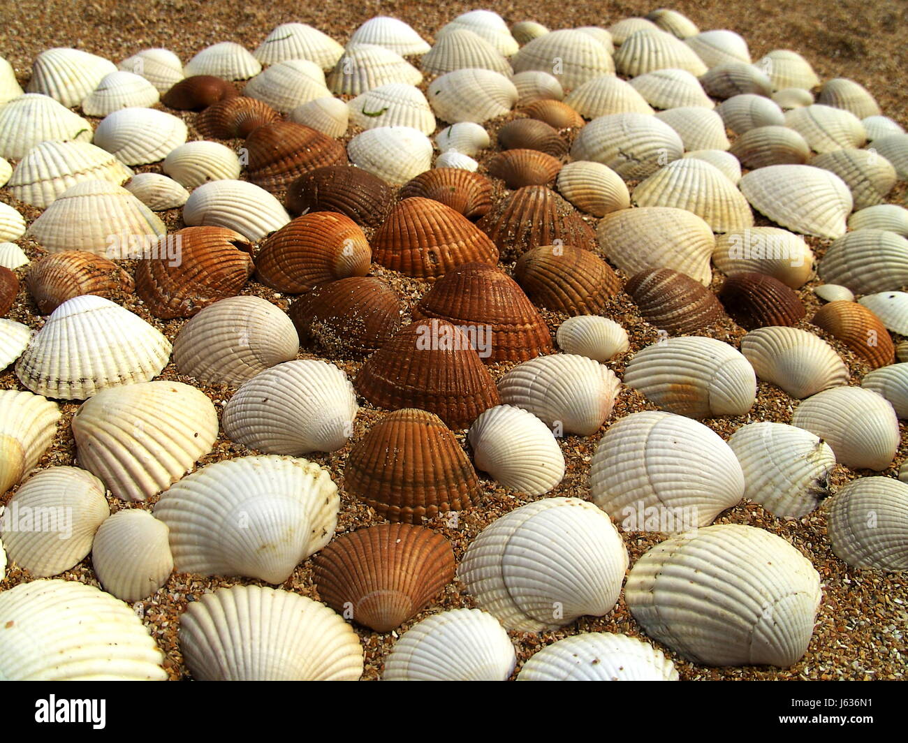 Bol shell starling l'eau salée de mer coquillage mer océan eau brunâtre brun Banque D'Images