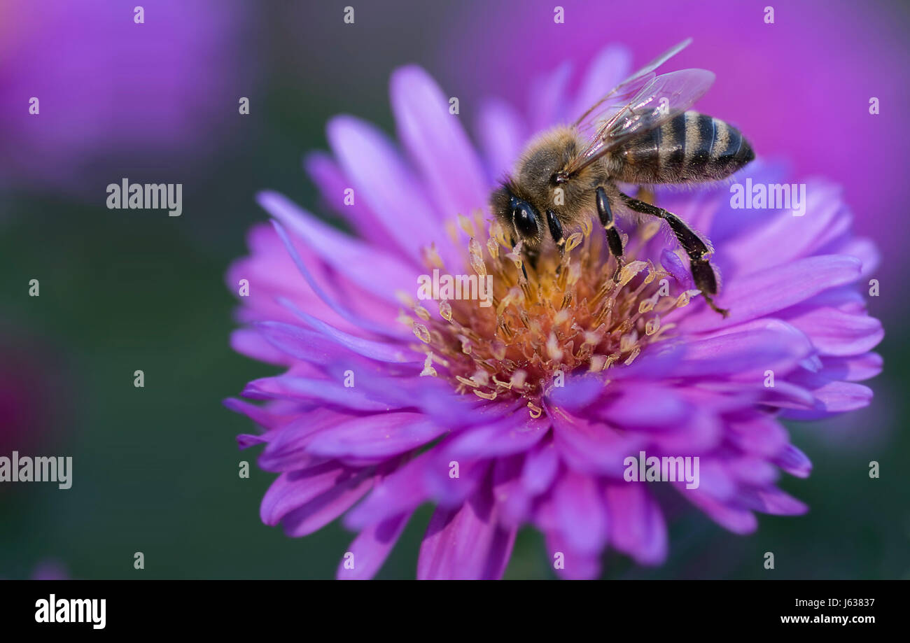 Mon adieu à l'été 2008 Banque D'Images