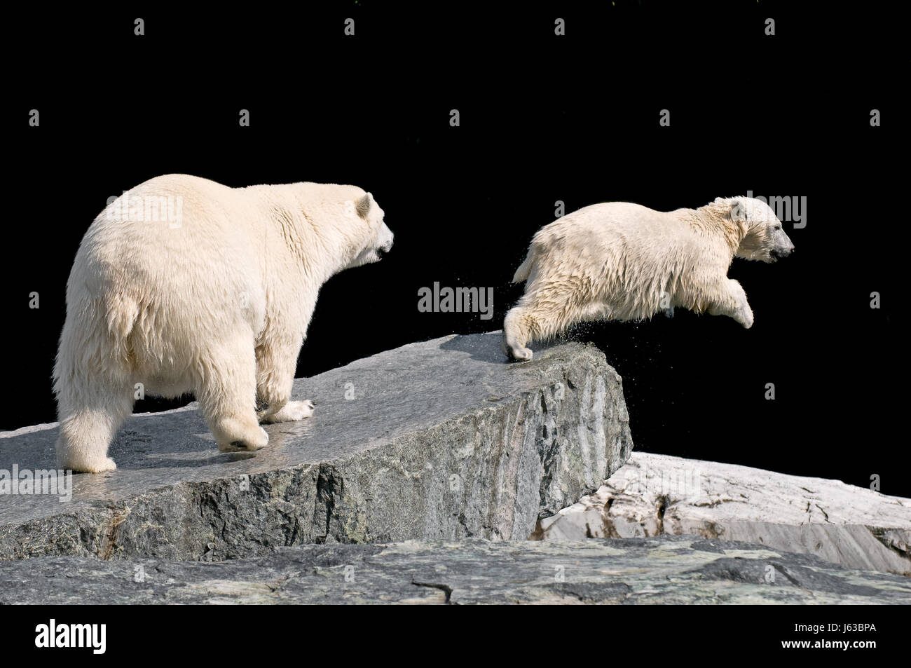 L'ours polaire ours polaire animal hunter predator pierre mammifère ours polaire loup solitaire Banque D'Images
