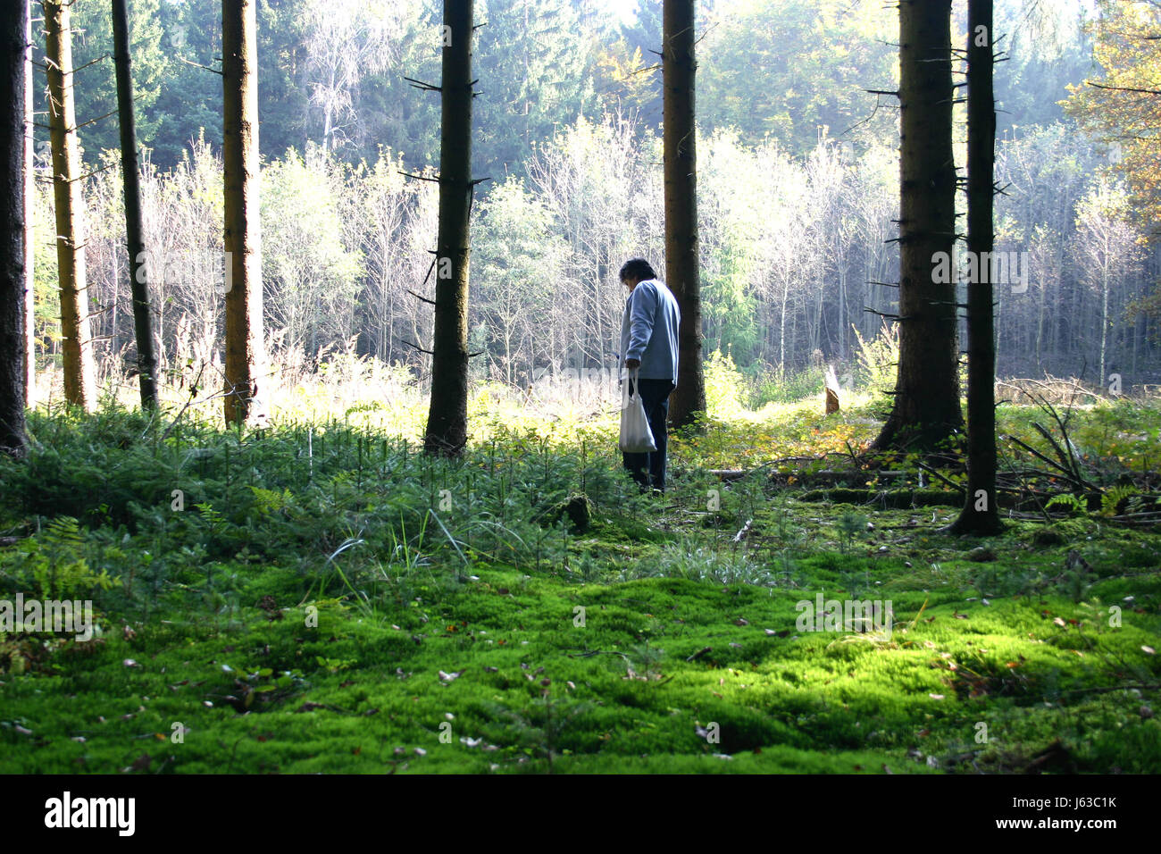 Arbre arbres champignons recherche trouver collecter la collecte des forêts l'homme arbre arbres vert Banque D'Images