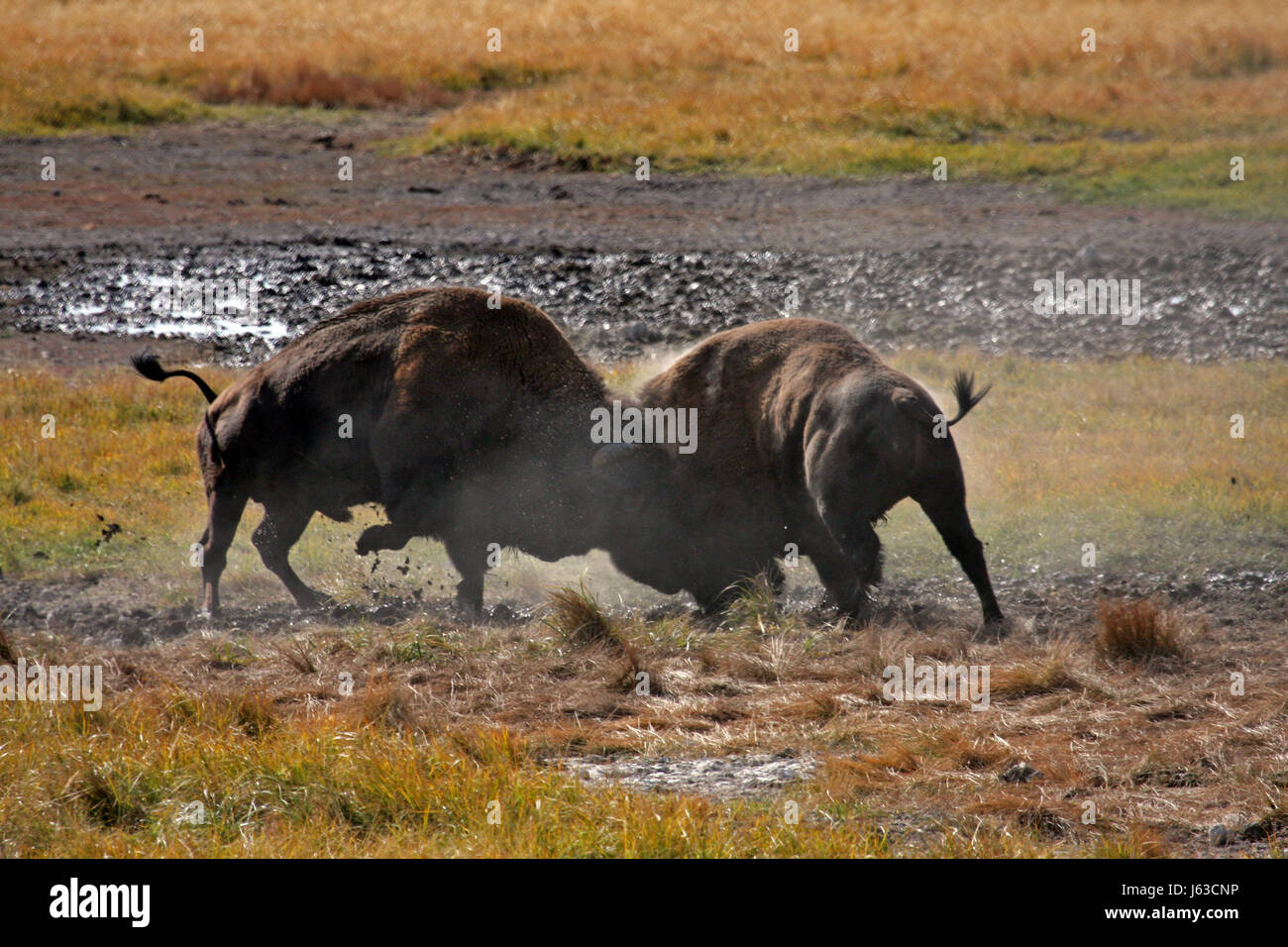 Lutte la lutte contre bison mâle usa lutte de pouvoirs rivaux big grand extrême énorme Banque D'Images