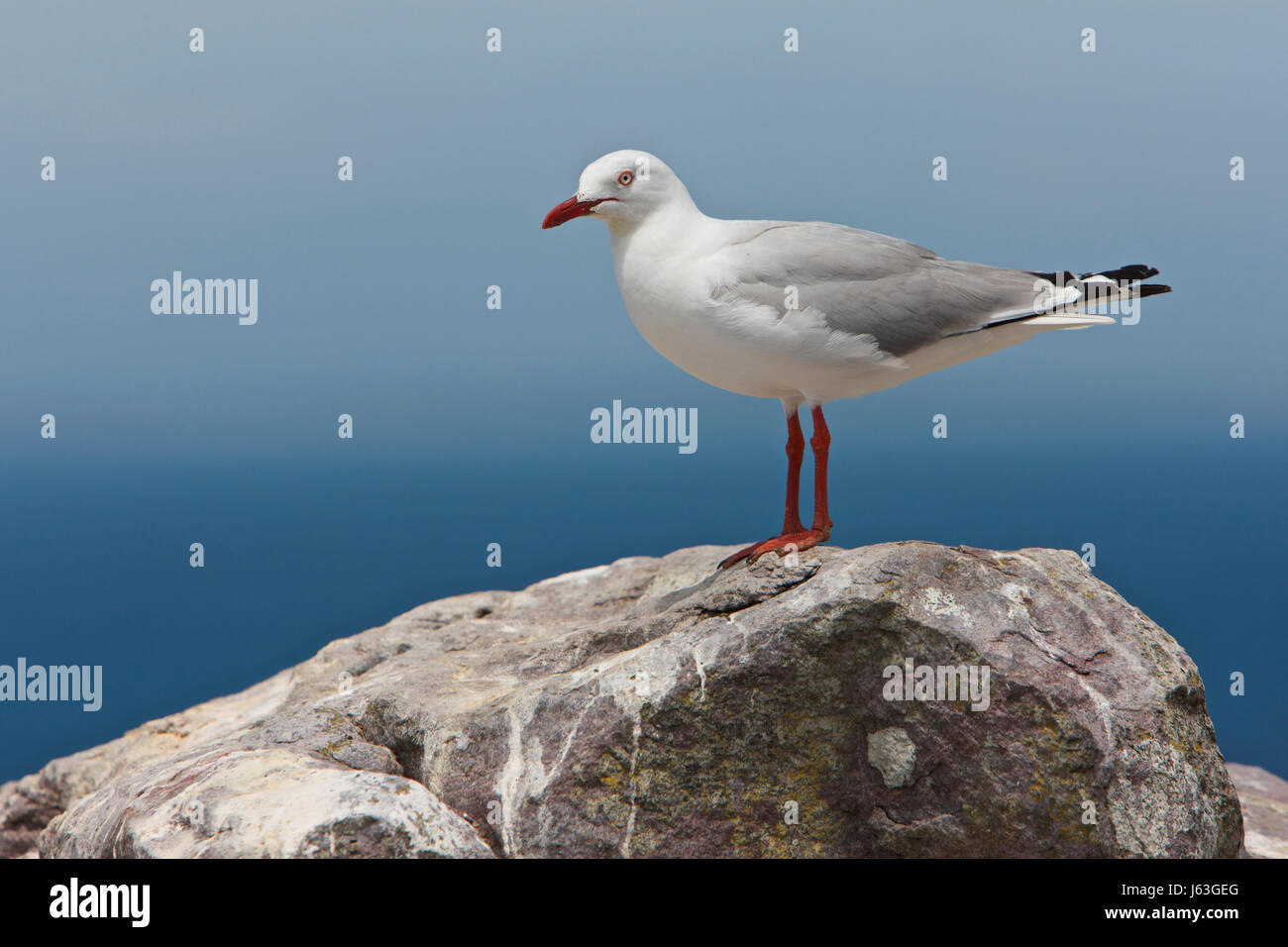 Red-billed gull (Chroicocephalus novaehollandiae scopulinus) Banque D'Images