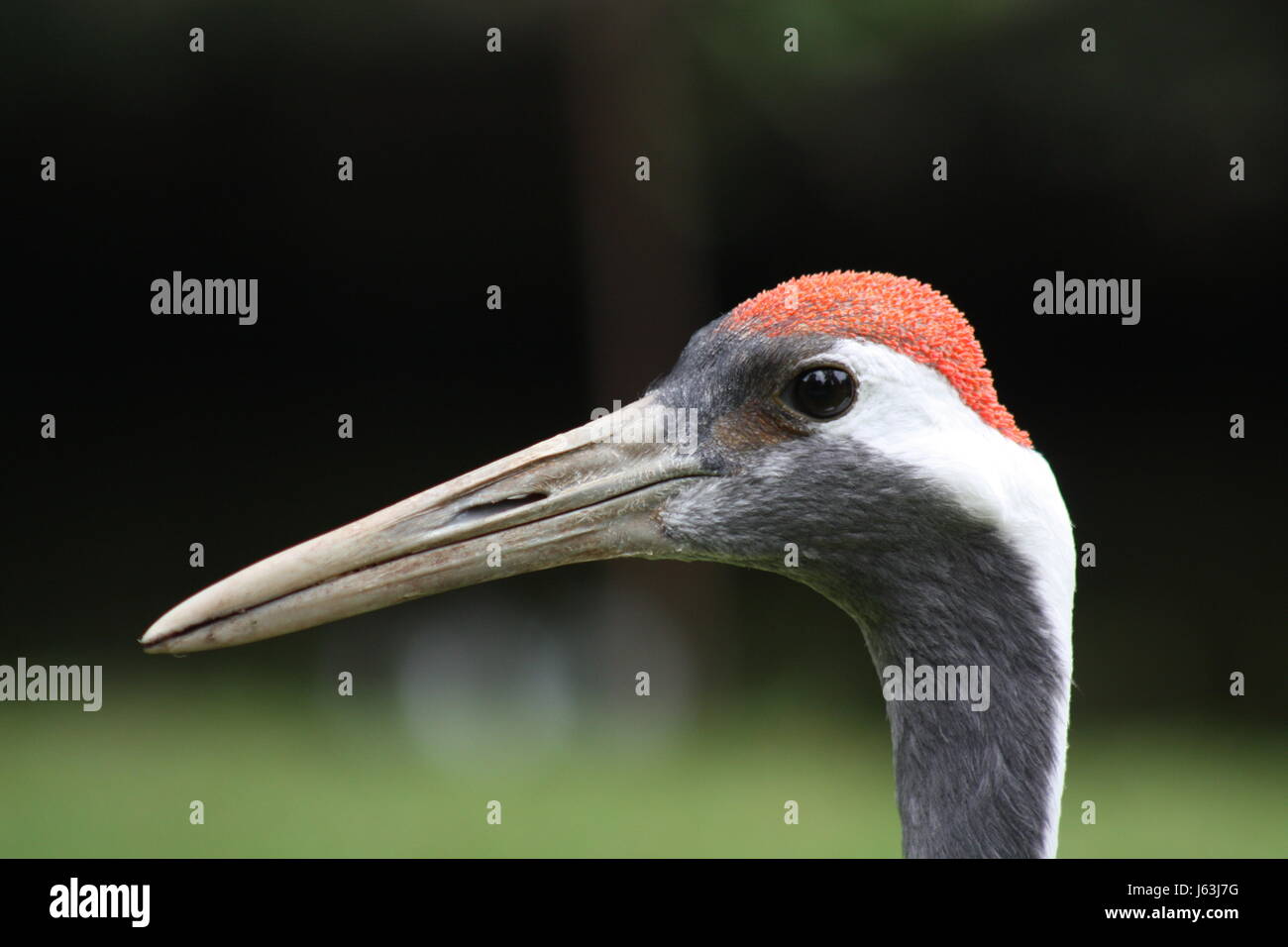 Oiseaux Oiseaux Grue envisager le gravier à gauche de l'œil de l'oiseau de vœux saluer les oiseaux d'organes rechercher Banque D'Images