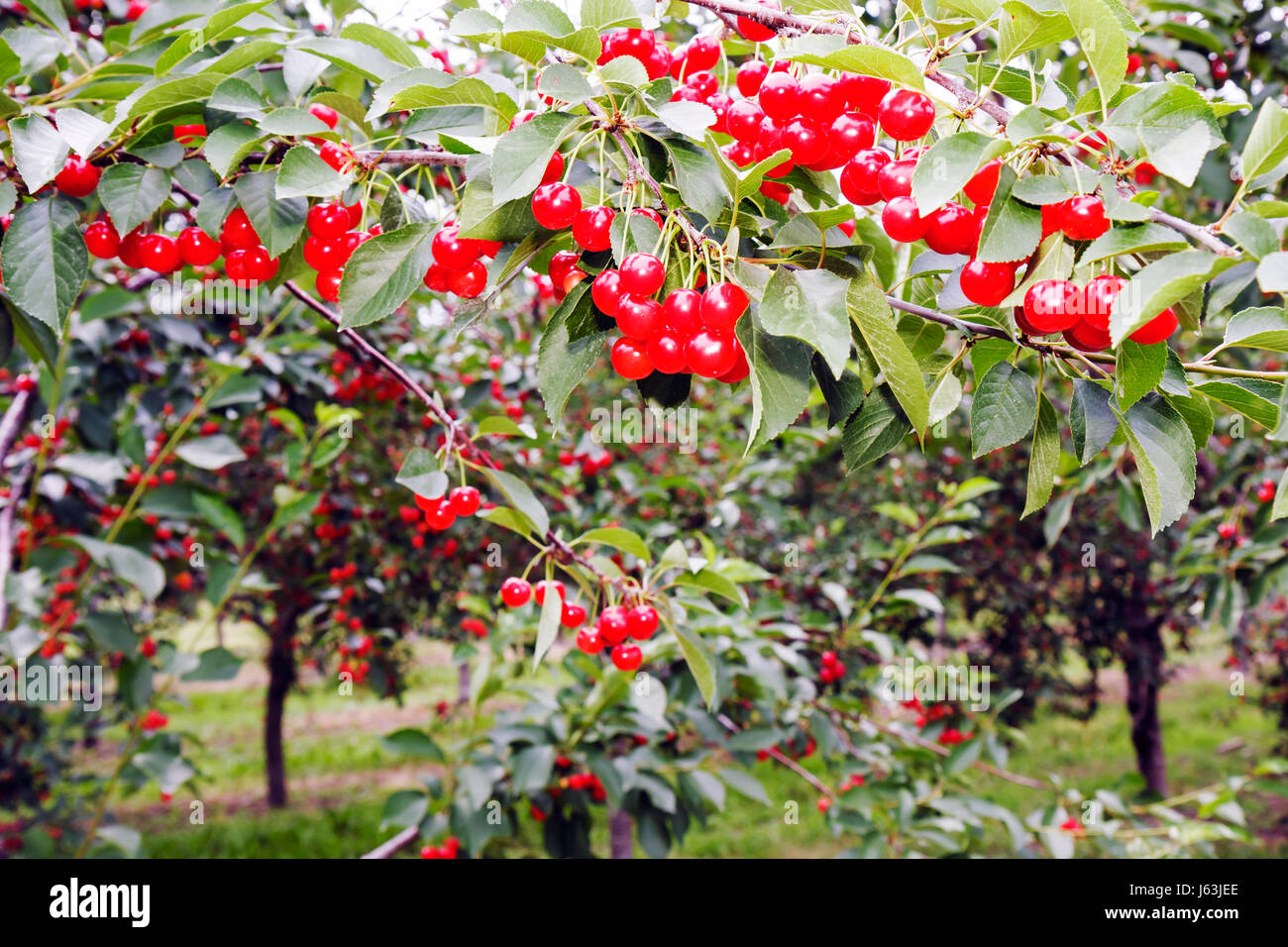 Michigan traverse City,Old Mission Peninsula,cerisier verger,arbre,fruit,Cerasus,grappes,agriculture,branche,rouge,MI080717100 Banque D'Images