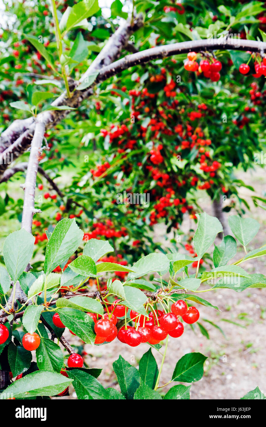 Michigan traverse City,Old Mission Peninsula,cerisier verger,arbre,fruit,Cerasus,grappes,agriculture,branche,rouge,MI080717102 Banque D'Images