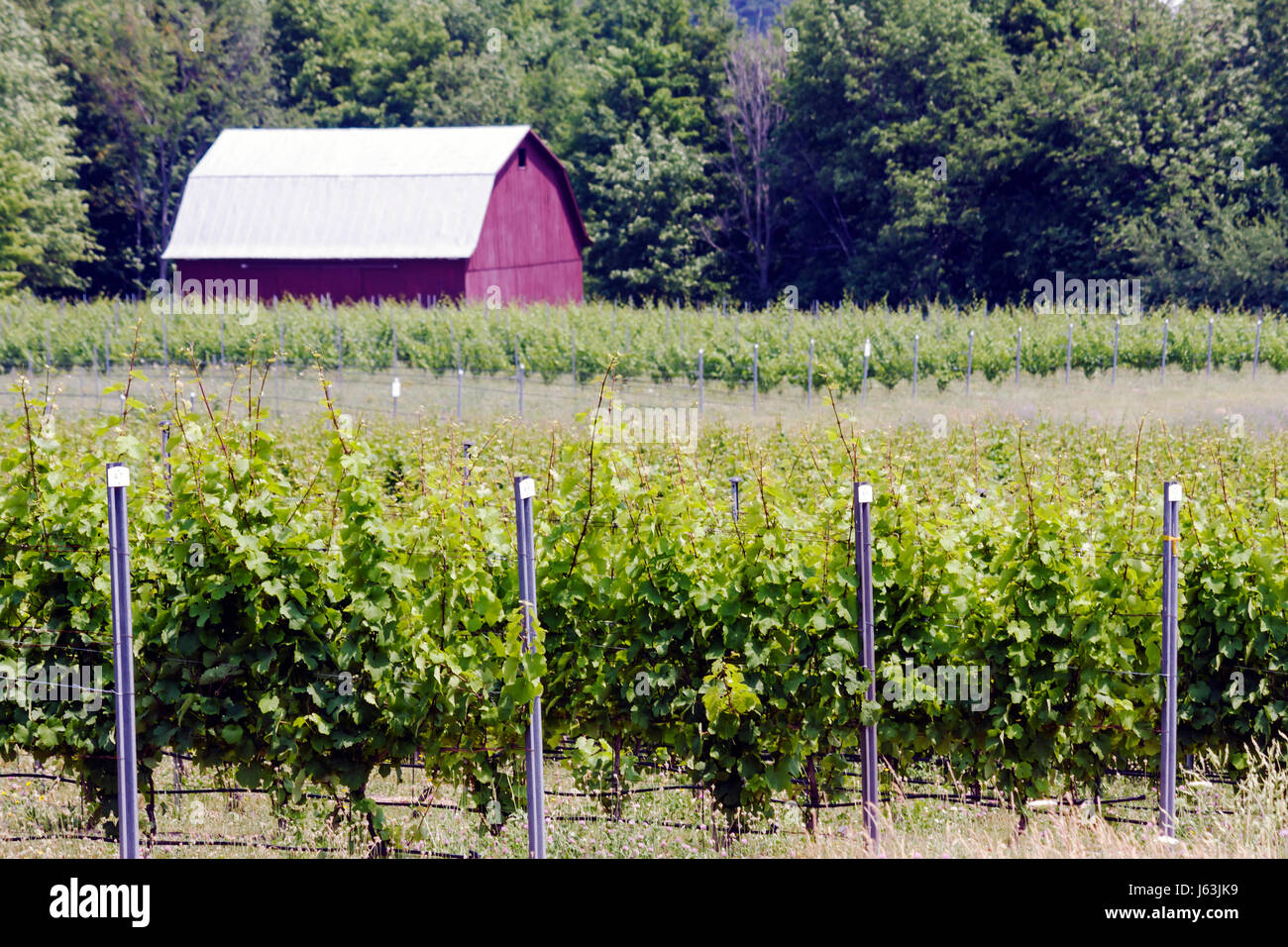 Michigan traverse City,Old Mission Peninsula,Brys Estate,vignoble,raisin,viticulture,grange,poteaux,vignes,MI080717133 Banque D'Images