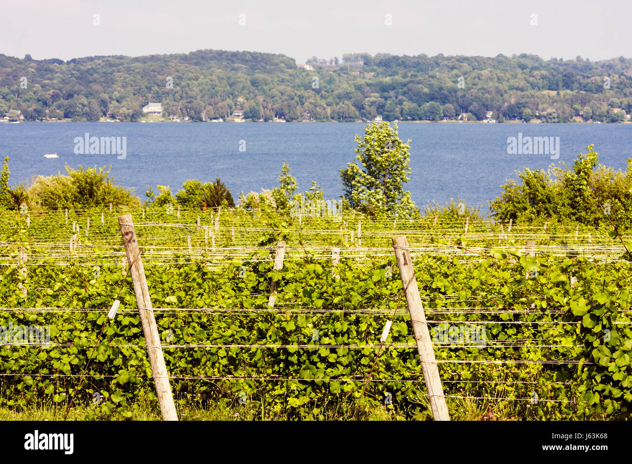 Traverse City Michigan, Leelanau Peninsula, Bel Lago Vineyard & Winery, South Lake Leelanau, vignes, raisins, trellis, plantes, ferme, viticulture, eau, pittoresque, vie Banque D'Images