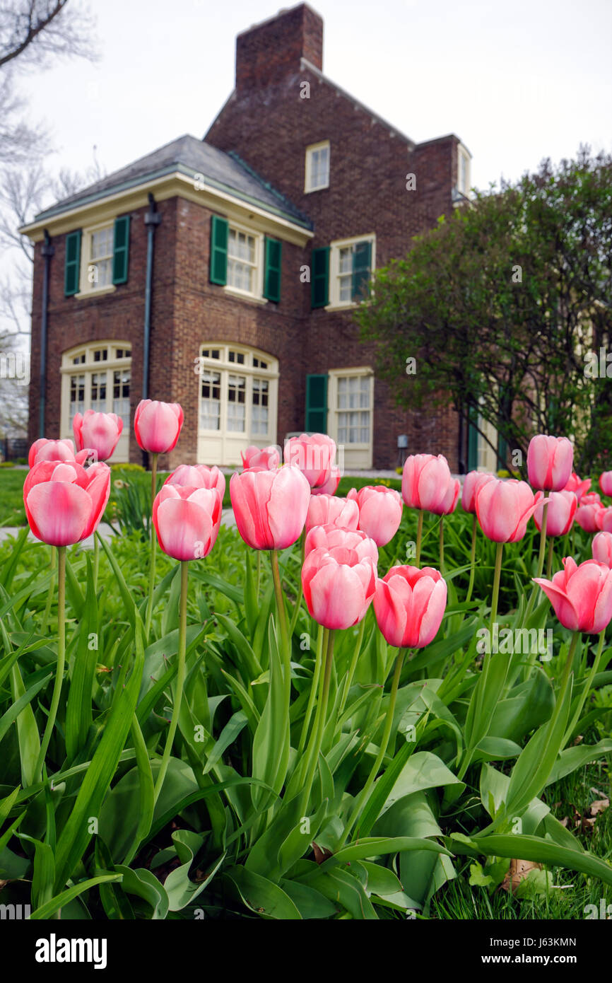 Michigan Saginaw, Montague Inn, Bed & Breakfast, auberge historique, lac Linton, rivière Saginaw, début de printemps, jardin, fleur, tulipes, plante bulbeuse, tiges, rose, Georgi Banque D'Images