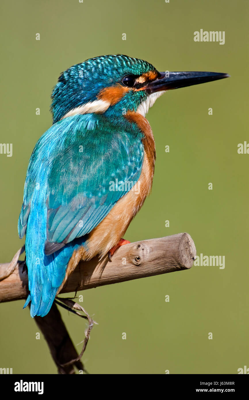 Oiseaux Oiseaux Martin Pêcheur Martin Pêcheur Doiseaux D