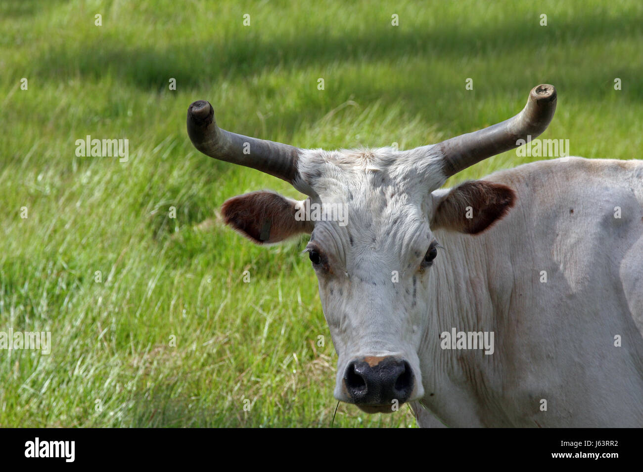 Jetant un coup d'oeil usa bull voir voir à jeter à la ferme bovine à cornets Banque D'Images