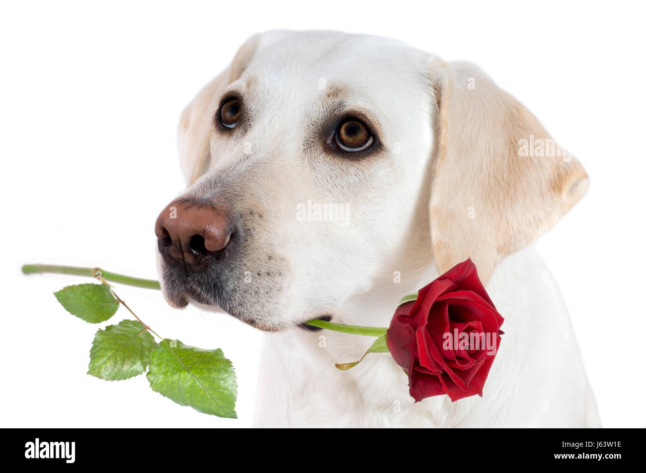 Animal fleur rose Plante consacrée exaspérant chien mignon rouge blanc noir  pert Photo Stock - Alamy