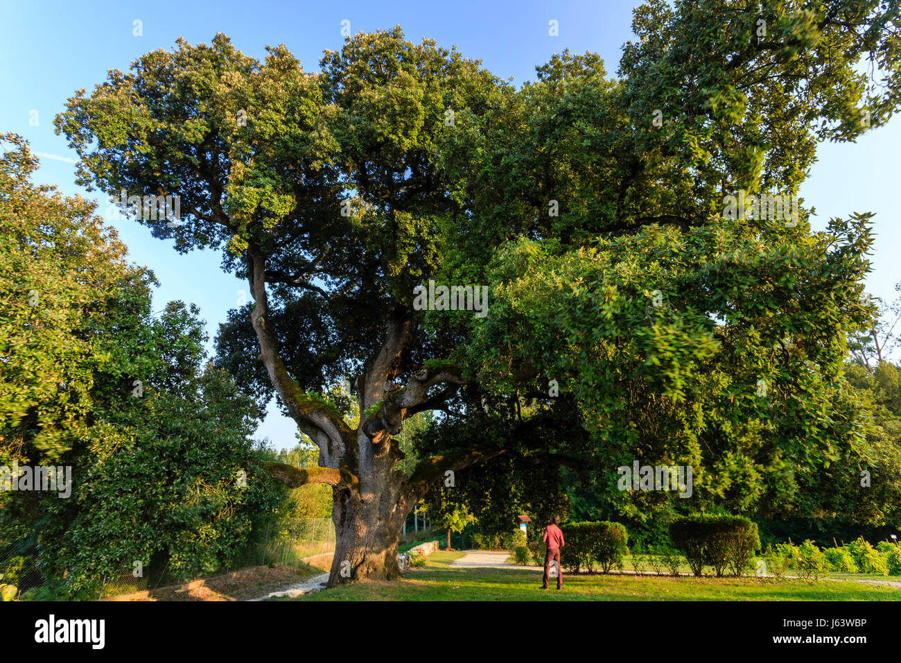 France, Charente, Cherves Richemont, chêne de Stockholm (Quercus ilex) quatre siècles vieux classé arbre remarquable dans le vignoble de Charentes Conservatoire Banque D'Images