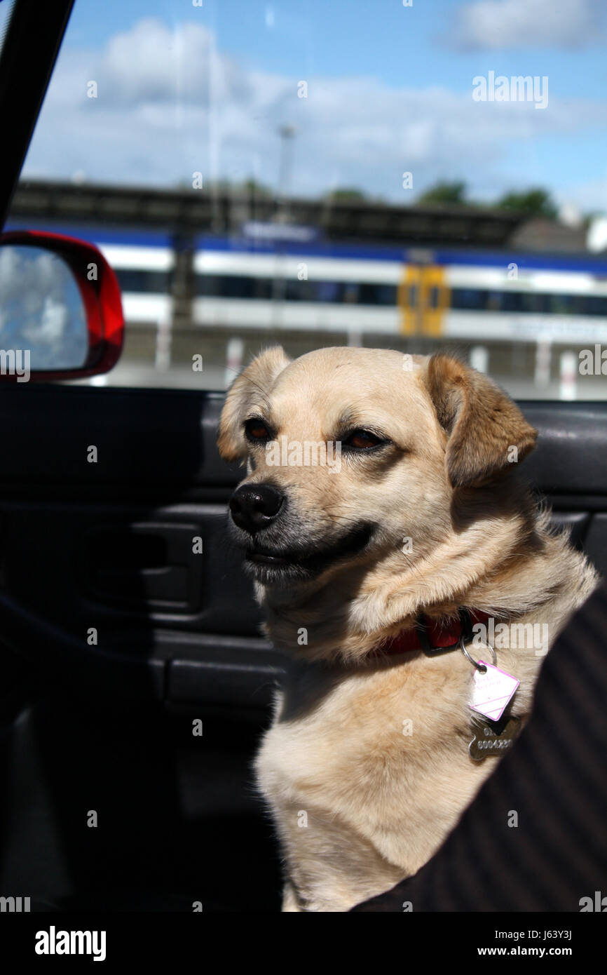 Location de véhicule automobile moyens de déplacement du véhicule à moteur rétroviseur chien co Banque D'Images