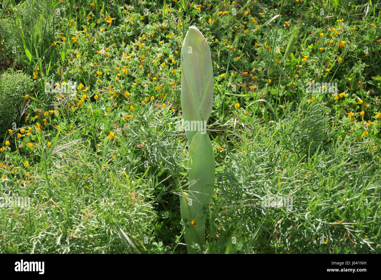 Le Fenouil Est Une Espèces De Plantes à Fleurs De La Famille