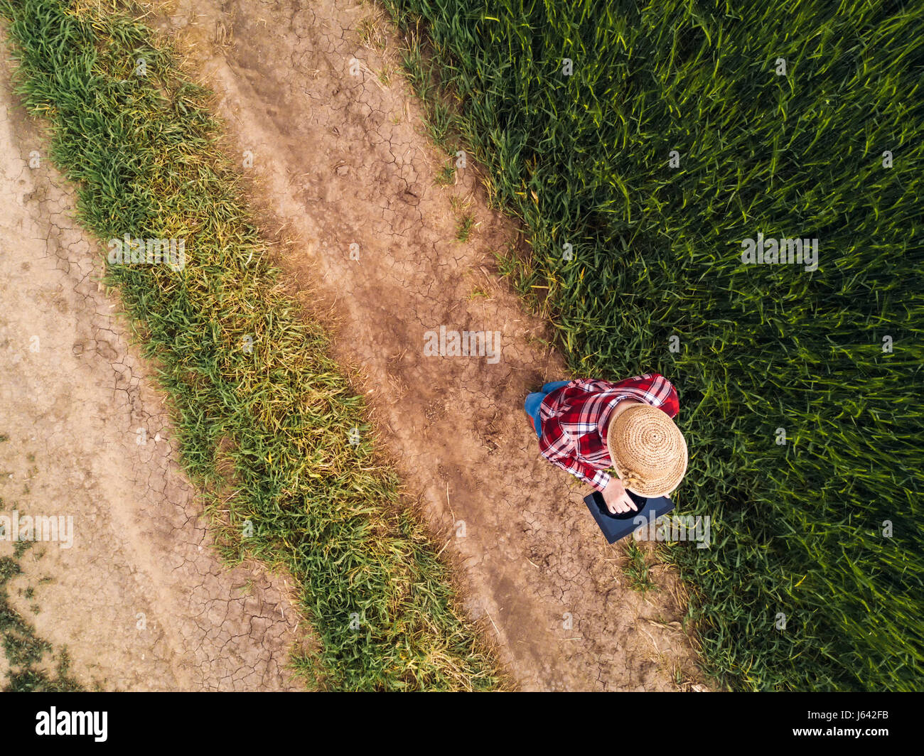 Female farmer using digital tablet computer in green wheat field, du point de vue de drones Banque D'Images