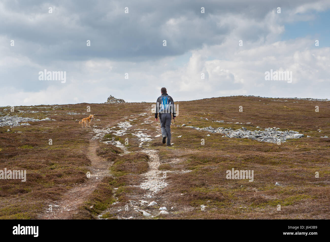 Un marcheur s'approche du sommet mondial sur la montagne de Creag Nan Gabhar près de Braemar, Aberdeenshire, Scotland, UK Banque D'Images