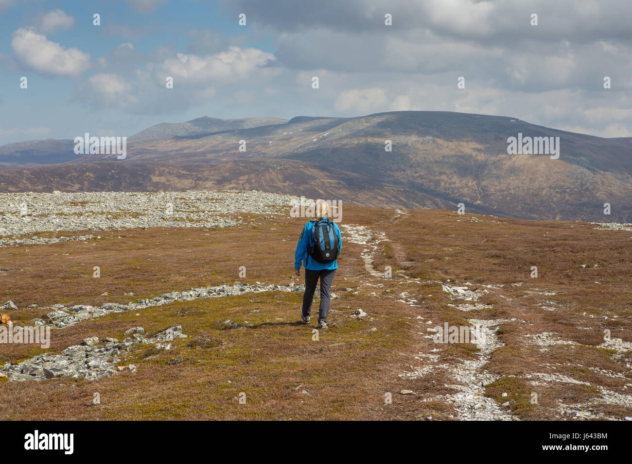 Une marchette descend à travers un champ de blocs du sommet mondial sur la montagne de Creag Nan Gabhar près de Braemar, Aberdeenshire, Scotland, UK Banque D'Images