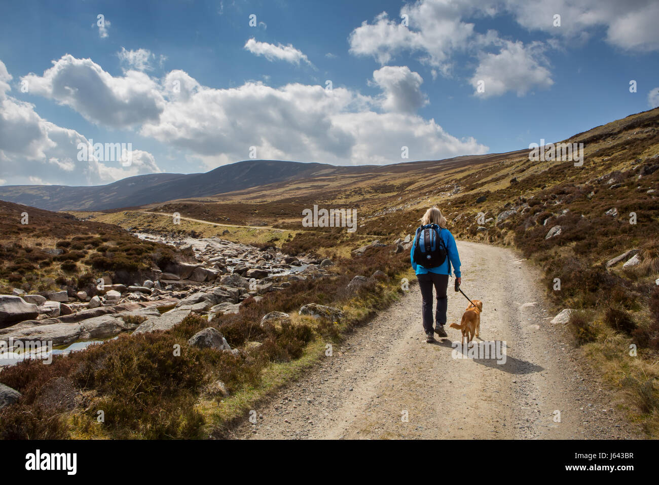 Un chien walker sur Jock's Road près de la montagne de Creag Nan Gabhar près de Braemar, Aberdeenshire, Scotland, UK Banque D'Images