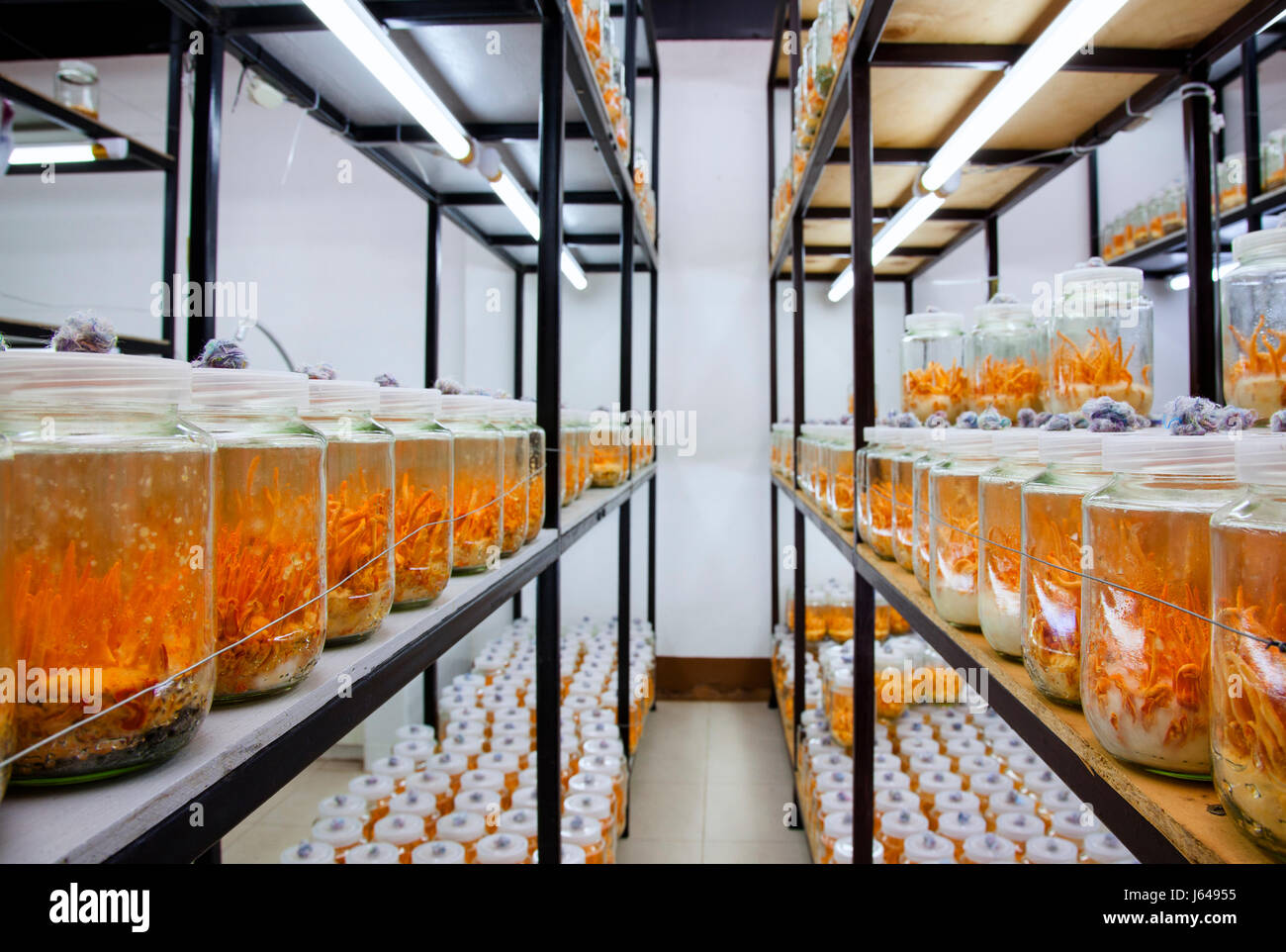 Svampar Rummet,Cordyceps militaris en bouteilles de verre.Fresh Cordyceps militaris en bouteilles de verre. Banque D'Images