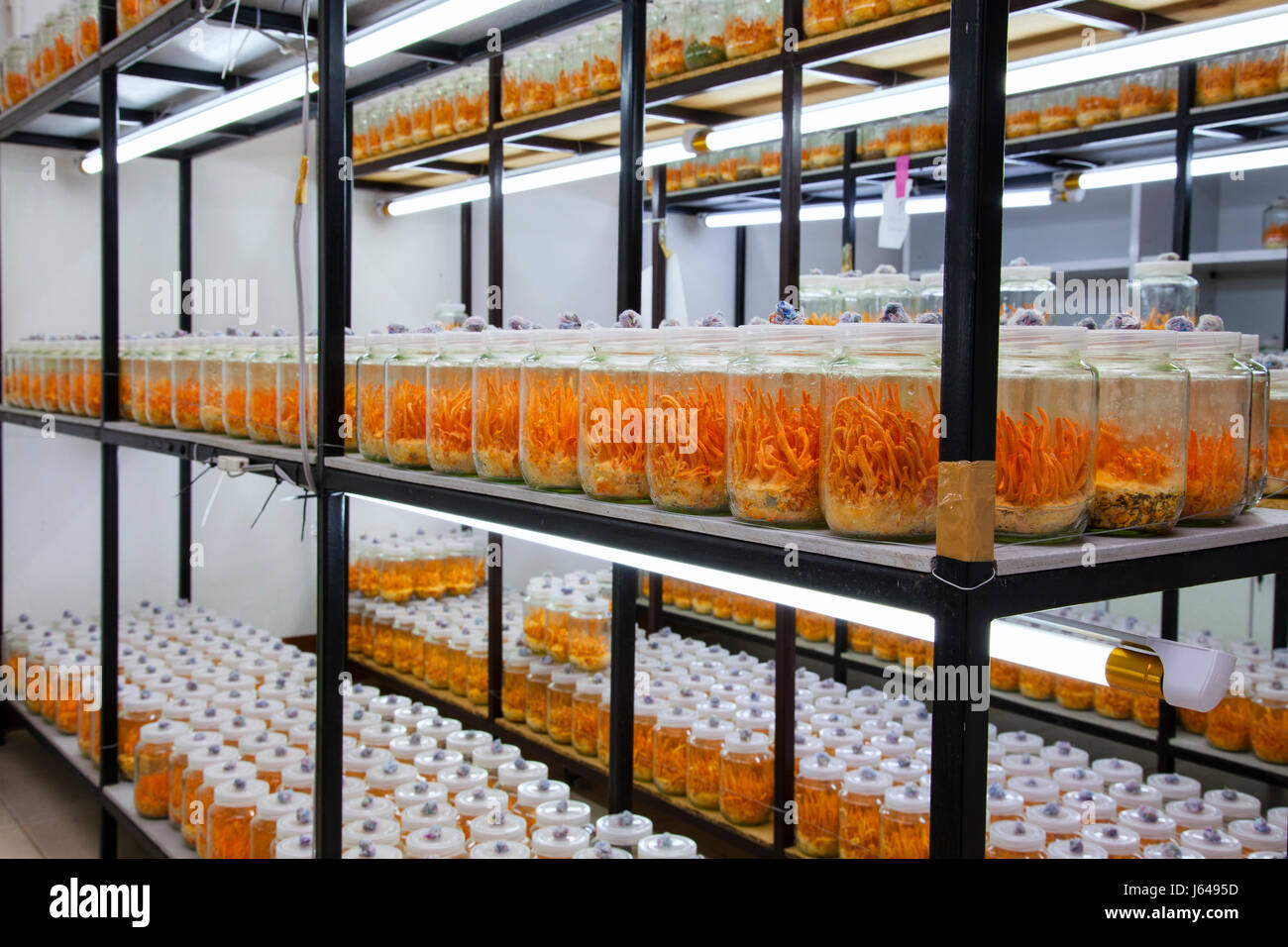 Svampar Rummet,Cordyceps militaris en bouteilles de verre.Fresh Cordyceps militaris en bouteilles de verre. Banque D'Images