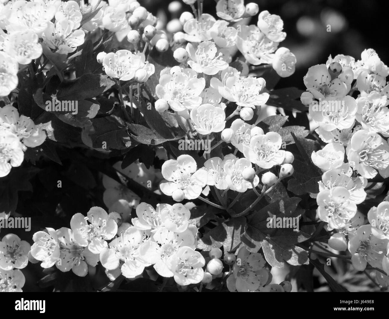 Aubépine sauvage blanc des fleurs au printemps Banque D'Images