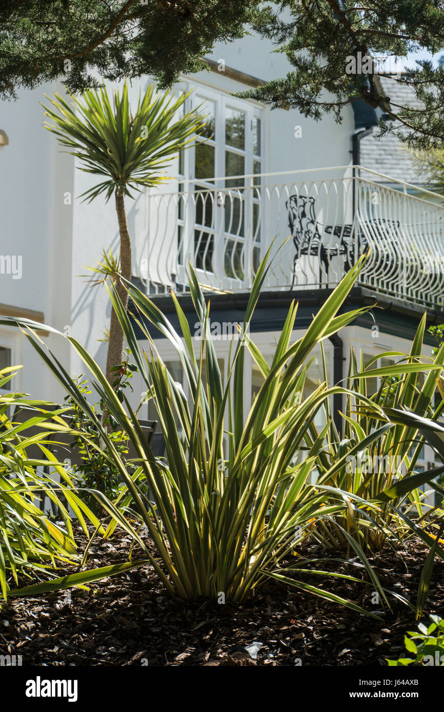 Un balcon donne sur le Phormium tenax cordyline australis avec un variagata derrière poussant dans un jardin Devon Banque D'Images
