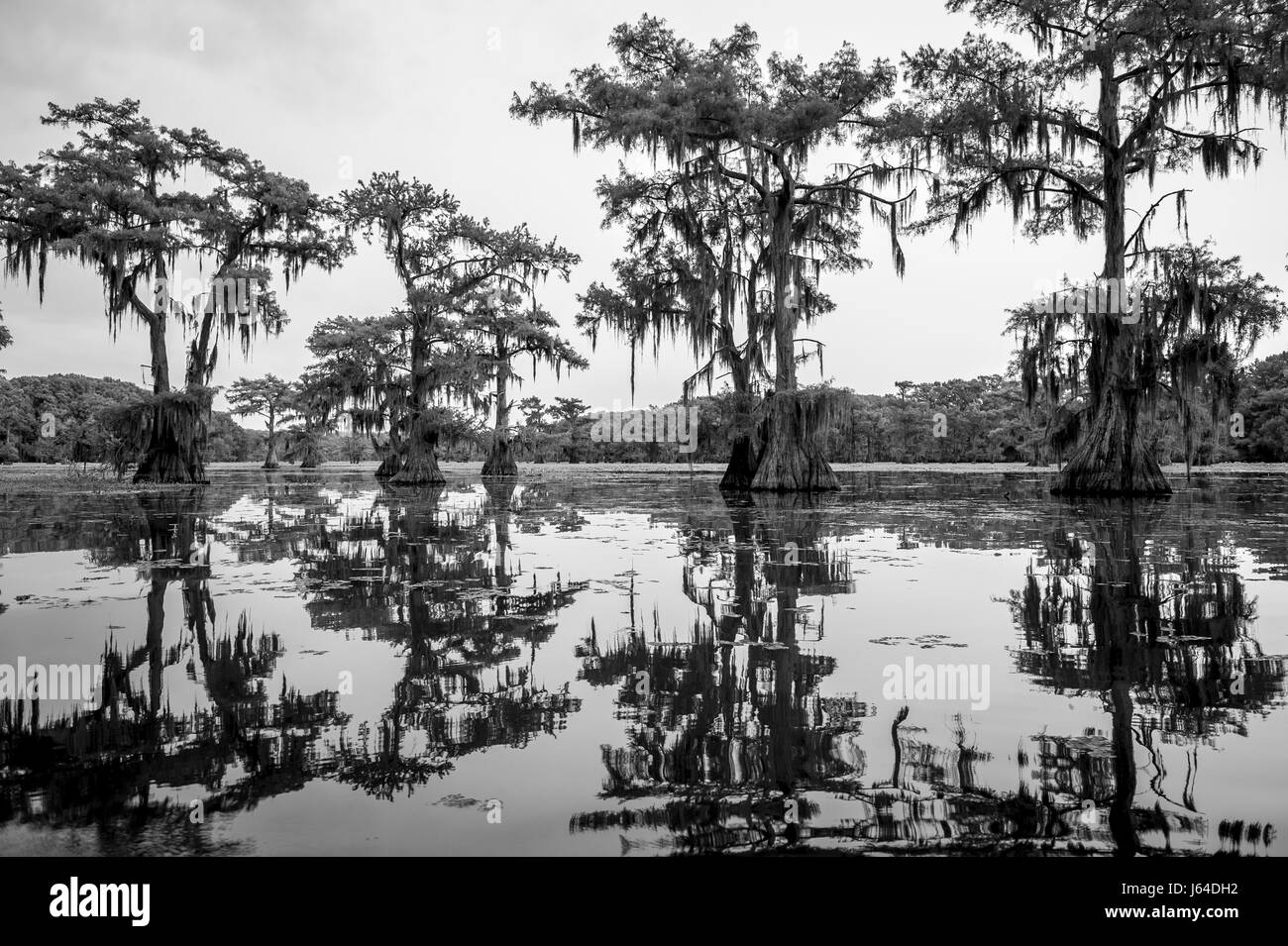 Spooky vue panoramique en monochrome de mousse espagnole la pendaison des membres de cyprès les arbres croissant à partir du marais du lac Caddo, Texas Banque D'Images