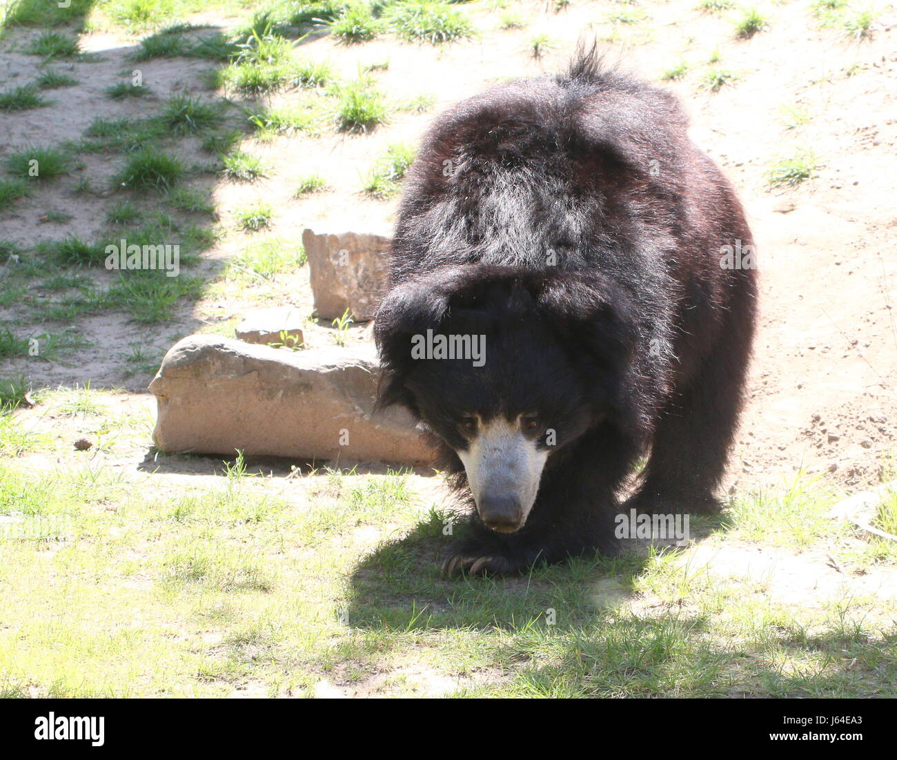 Ours indien (Melursus ursinus, Ursus ursinus), alias Asian Labiated Bear. Banque D'Images