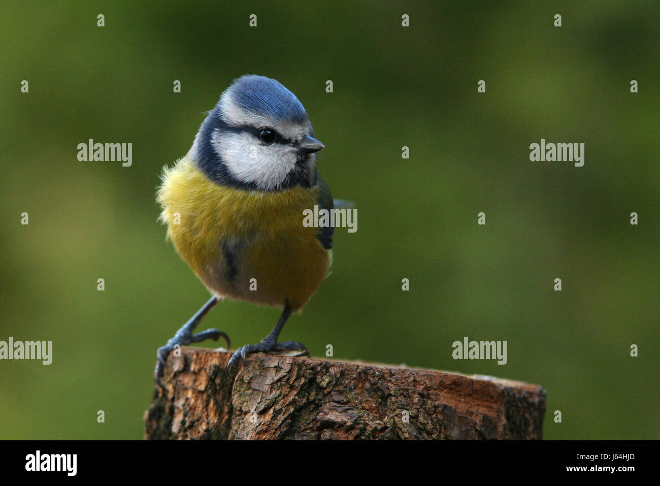 Animaux Oiseaux Oiseaux Oiseaux-chant Mésange Mésange bleu Goglu nature bleu eco tree Banque D'Images